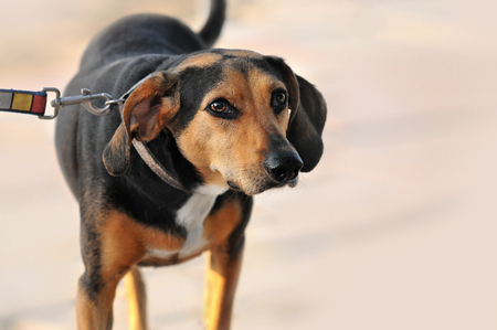 smart dog looking curiously on the streetの写真素材