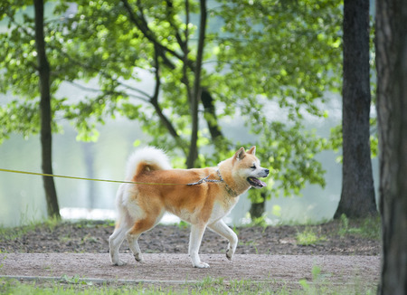 aikita inu dog walkingの写真素材