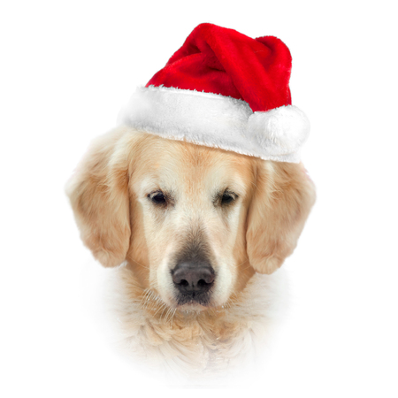 golden retriever head isolated on white in santaâs hatの写真素材