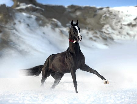 outstanding black akhal-teke stallion with snowy mountains behindの写真素材