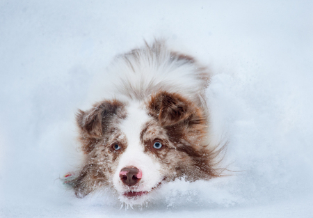 border collie closeup running in snow portraitの写真素材