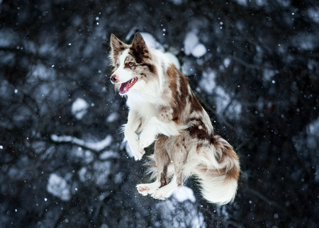 border collie jump on winter backgroundの写真素材