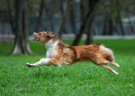 happy border collie runs free in spring fieldの写真素材