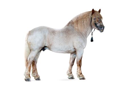 soviet draft horse isolated on whiteの写真素材