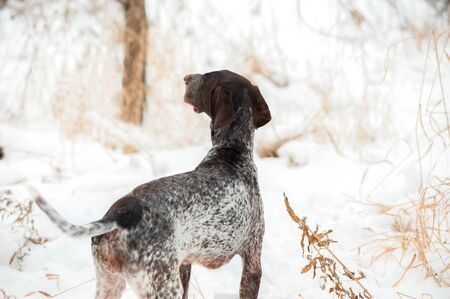 greyster on winter backgroundの写真素材