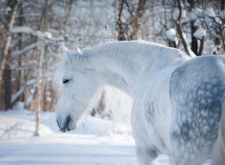 grey dappled horse winter portraitの写真素材