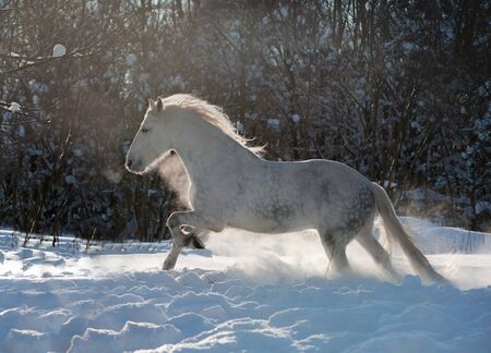 grey dappled horse runs free in the snow with backlightの写真素材
