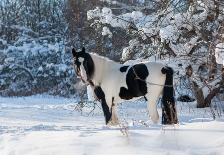 black and white paint irish cob or tinker runs free in winter meadow portraitの写真素材
