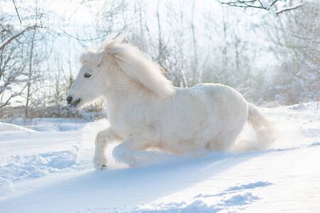 snowy white cute fluffy pony runs free in snowy winterの写真素材