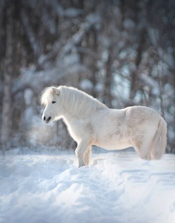snowy white cute fluffy pony portrait closeup with winter background behindの写真素材