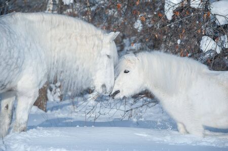 two white horses kissing in winter backgroundの写真素材