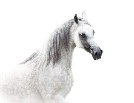arabian horse in high key isolated on whiteの写真素材