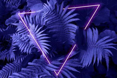 Fern in the forest with phantom blue toning and neon frame. Clouse up.の写真素材