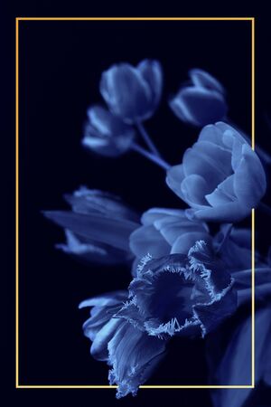 Bouquet of tulips isolated on black backround with orange frame. Phantom blue toning. Close upの写真素材