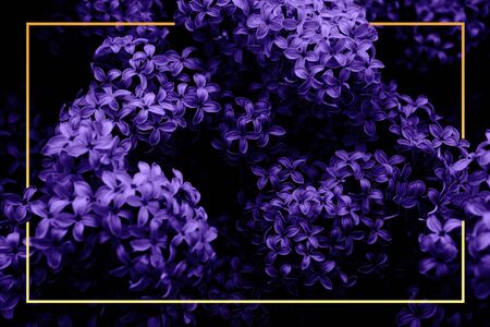 Beautiful lilac flowers with black tinting and orange gradient frame. Spring blossom. Blooming lilac bush with tender tiny flower. Purple lilac flower on the bush. Summer time. Background.の写真素材