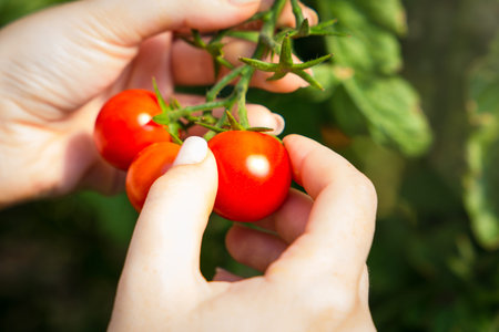 Red ripe tomatoes on a stalk in a greenhouse with hand. Harvesting tomato, vegetable on a sunny day.の写真素材