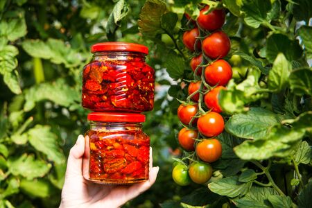 Red sun-dried tomatoes in banks in a green greenhouse. Harvest Tomatoes. Sunny Day. Selective focus.の写真素材