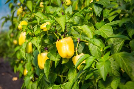 Ripe yellow peppers in a greenhouse. Many fresh leaves. Harvest of vegetables. Sunny day.の写真素材