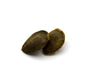Two apricot seeds on a white background