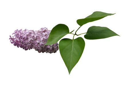 Lilac branch with leaves on a white backgroundの写真素材