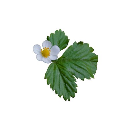 Wild strawberry flower with leaves on a white backgroundの写真素材