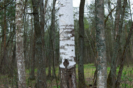 The trunk of a white birch in a deciduous forest