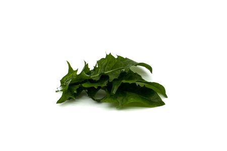 Dandelion leaves close up on a white backgroundの写真素材