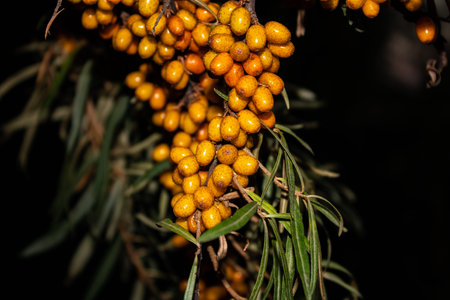 Sea buckthorn berries on a branch with leaves close up