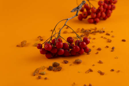 Rowan berries and natural amber close-up on an orange backgroundの写真素材