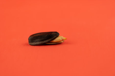 sunflower seed in the shell close-up on a red backgroundの写真素材