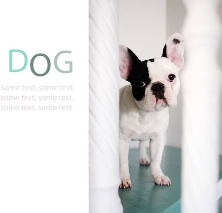 Lovely white French bulldog with black spots stands on the stairs and looks at the camera, asks to stay home, on a white background. Copy spaceの写真素材