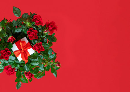 red bush roses on red background and white gift box with red bow. Valentines day, mothers day,...