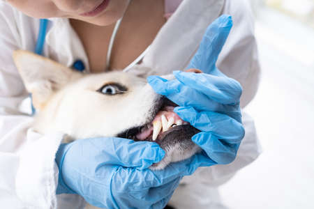 Close-up of a dog teeth being examined by the animal doctorの写真素材