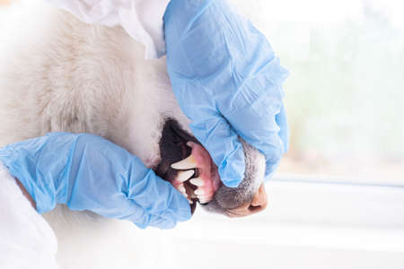 Close-up of a dog teeth being examined by the animal doctor. Veterinarian examining dog breathing heartbeat touching his chest with stethoscope. The concept of vet practice in veterinary clinicの写真素材