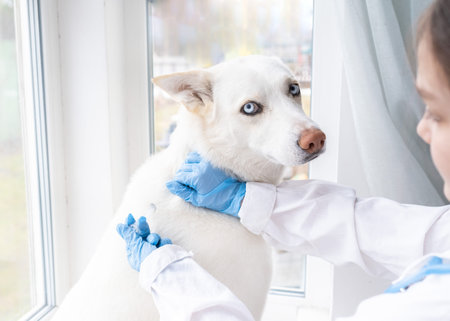 veterinary surgeon is giving the vaccine to the white dog. Veterinarian examining dog breathing...