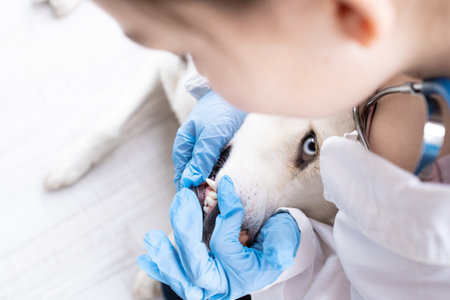 Close-up of a dog teeth being examined by the animal doctor