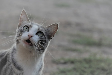 pet