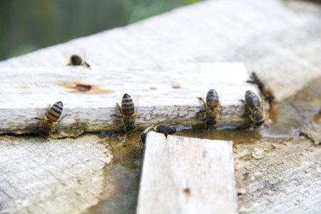 bees drink salt water