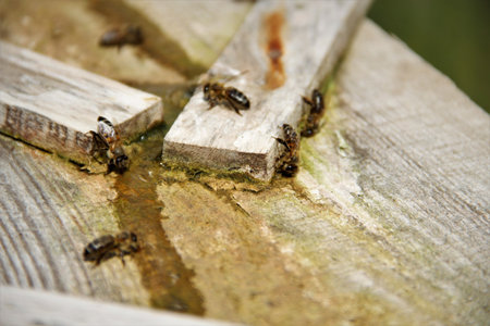 bees drink salt water