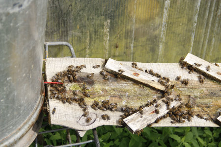 bees drink salt water