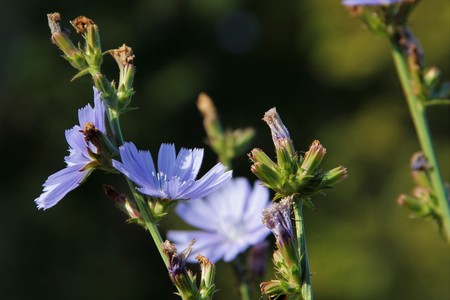 chicoryの写真素材