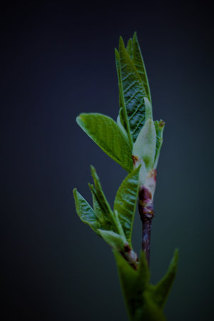 beauty of nature