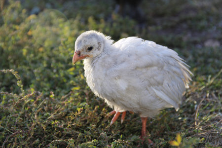 poultry