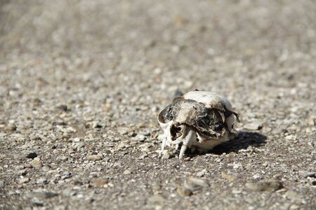 cat skullの写真素材