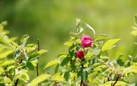 rosehip flowersの写真素材