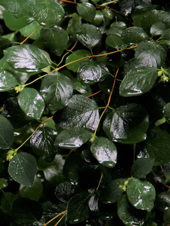 rain drops on a leaf