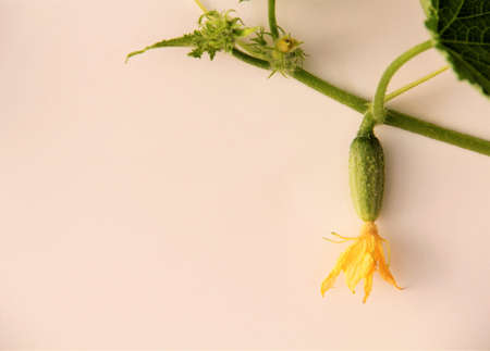 green cucumber on a white backgroundの写真素材