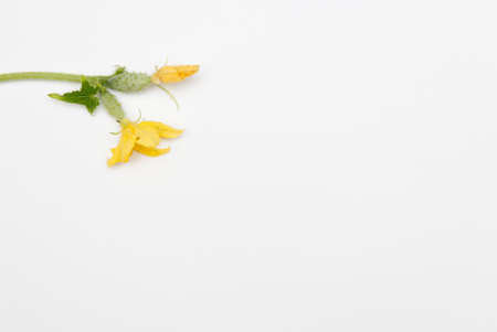 green cucumber on a white backgroundの写真素材