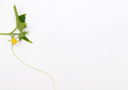 green cucumber on a white background