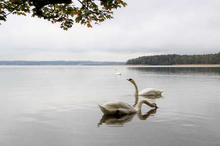swans swim in the lakeの写真素材